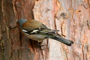 Chaffinch