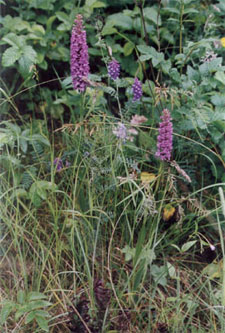 Fragrant Orchid