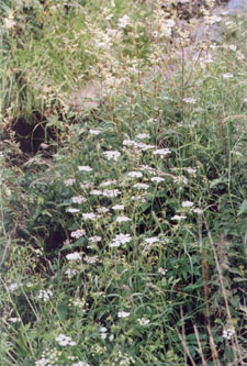 Meadowsweet