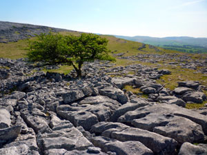 Orton Scar