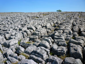 Orton Scar
