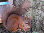Red Squirrels in Ravenstonedale