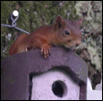Red Squirrels in Ravenstonedale