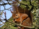 Red Squirrels in Ravenstonedale