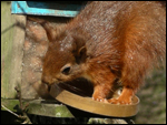 Red Squirrels in Ravenstonedale