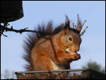 Red Squirrels in Ravenstonedale