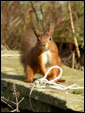 Red Squirrels in Ravenstonedale