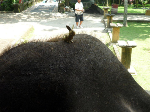 Brasshopper in Bali 2012