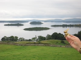 Brasshopper in Ireland 2005