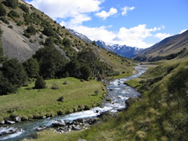 Brasshopper in New Zealand 2004
