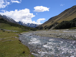 Brasshopper in New Zealand 2004