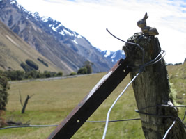 Brasshopper in New Zealand 2004