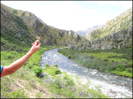 Brasshopper in New Zealand 2005
