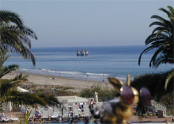 Brasshopper in Santa Barbara 2002