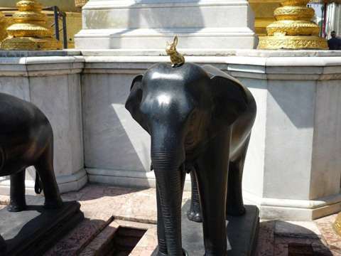 Brasshopper in Thailand 2012