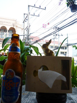 Brasshopper in Thailand 2012