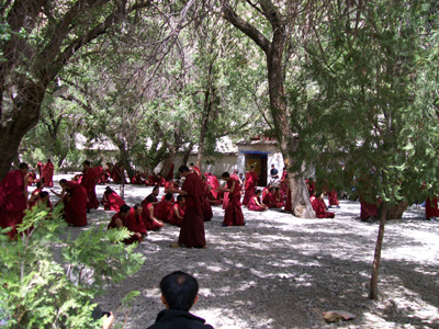 Brasshopper in Tibet 2009
