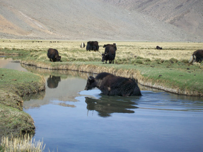 Brasshopper in Tibet 2009