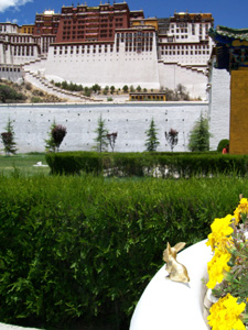 Brasshopper in Tibet 2009