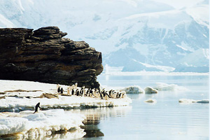 Antarctic