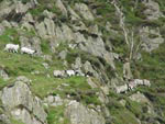 Ravenstonedale Gathering