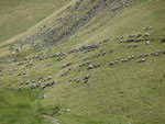 Ravenstonedale Gathering
