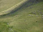 Ravenstonedale Gathering