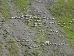 Ravenstonedale Gathering