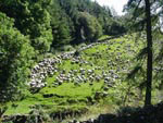 Ravenstonedale Gathering