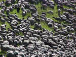 Ravenstonedale Gathering