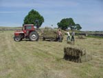 Haymaking in Ravenstonedale