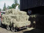 Haymaking in Ravenstonedale