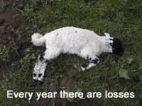 Dead lamb
