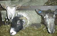 Sheep