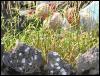 Ravenstonedale Muskateers