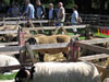 ravenstonedale show 2005