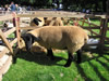 ravenstonedale show 2005