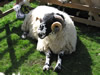 ravenstonedale show 2005