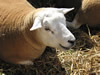 ravenstonedale show 2005
