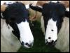 Ravenstonedale Agricultural Show 2006