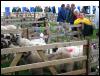 Ravenstonedale Agricultural Show 2006