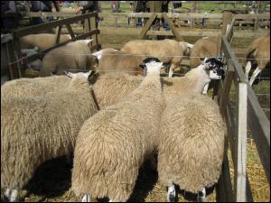 Ravenstonedale Show 2009