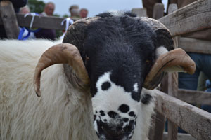 Ravenstonedale show 2011