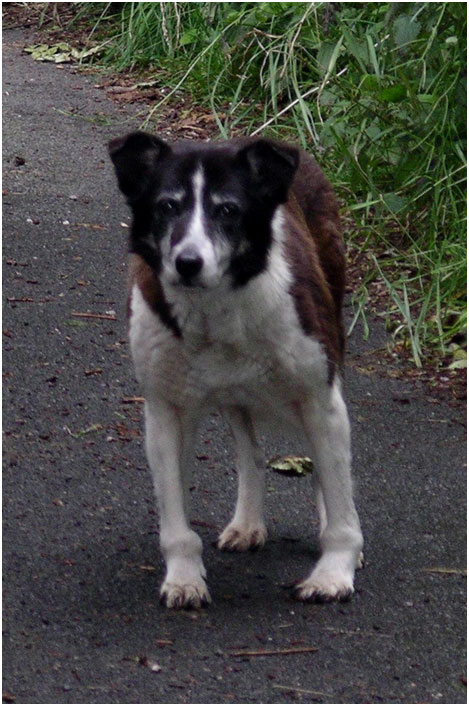 &ldquo;Jess&rdquo; the old sheepdog