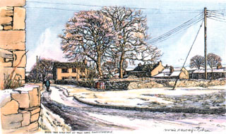 Sketch by Caroline Metcalfe Gibson. Beech Tree and Ash Tree, Town Head, Ravenstonedale