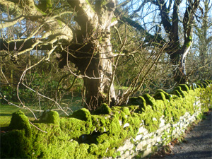 Ravenstonedale in 2009